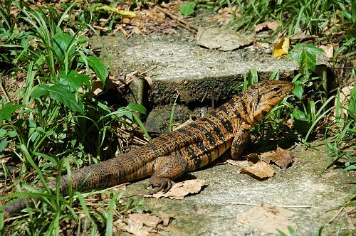 Tiger Lizard